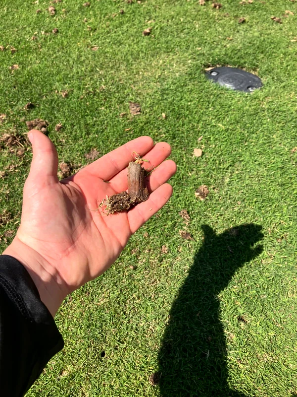 A close look at thick, healthy turf on a Nevada acreage property
