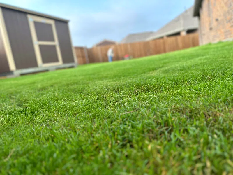Close-up of dense, deep-green Bermuda turf in Caddo Mills