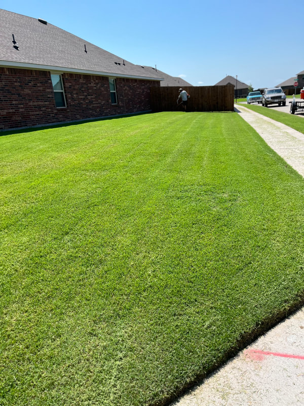 Results of our fertilizer program on another lawn give it deep green
